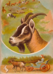La Cabra, c. 1900 de Helena J. Maguire