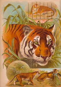 El tigre, c1900