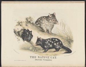 Mamíferos de Australia (Krefft) Nla.obj-33627803-14 El gato nativo de Helena Scott