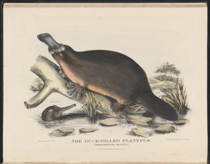 Mamíferos de Australia (Krefft) Nla.obj-33627803-16 El ornitorrinco