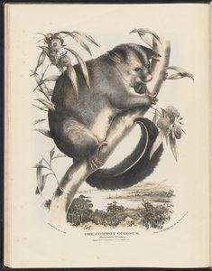Mamíferos de Australia (Krefft) Nla.obj-33627803-9 El zarigüeya común