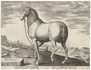 Caballo de Córcega Corsvs (título sobre objeto) Razas de caballos de las Caballerizas Reales de Don Juan de Austria (título de la serie) Equile Ioannis Austriaci Caroli (título de la serie)