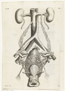 Ilustración anatómica de los órganos genitales femeninos y los riñones
Ilustración del libro para: Reinier de Graaf, Alle de wercken, Amsterdam, 1686 de Hendrik Bary