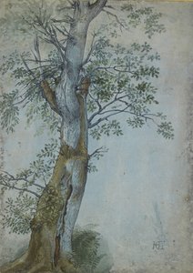 Estudio de un árbol, 1597-99