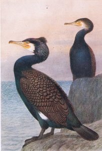 Cormorán