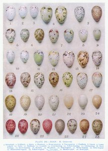 Huevos de la familia del cuervo, ilustración de 