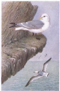 Gaviota Tridáctila