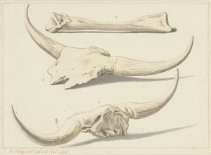 Huesos fósiles de un uro, encontrados durante la inundación, 1809 de Hendrik Hoogers