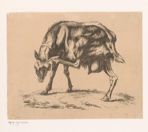 Cabra rascándose la cabeza de Hendrik Jozef Franciscus van der Poorten