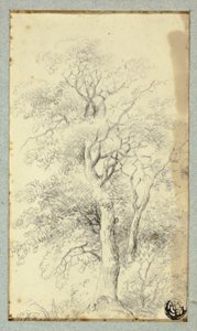 Árbol