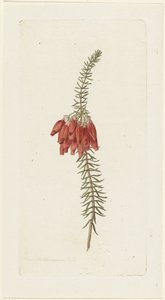 Flores (Erica Mammosa) de Hendrik Schwegman