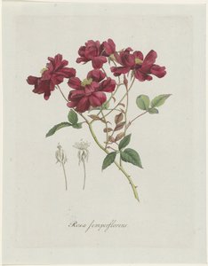 Gallos chinos (Rosa chinensis Jacq.) Rosa semperflorens (título sobre objeto) de Hendrik Schwegman