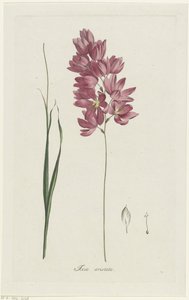 Ixia patens Aiton Ixia aristata (título sobre objeto) de Hendrik Schwegman