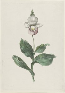Zapatilla de dama orquídea (Cypripedium reginae Walter) de Hendrik Schwegman
