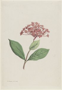 Cereza pavo real (Ixora coccinea) de Hendrik Schwegman