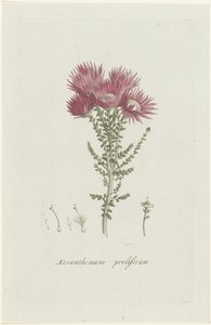 Phaenocoma prolifera
Xeranthemum proliferum (título en el objeto) de Hendrik Schwegman