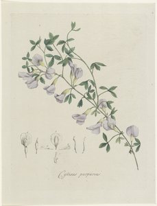 Un besugo morado Cytisus púrpura (título sobre el objeto) de Hendrik Schwegman