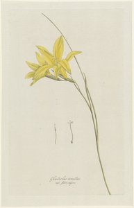 Lirio espada (Gladiolus carinatus Aiton) Gladiolo tenellus var. flore majore (título sobre objeto) de Hendrik Schwegman
