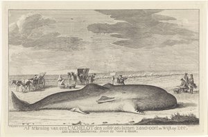 Cachalote lavado Cierre de un lote de caché el 20 de febrero de 1762 entre Zandvoort y Wyk op Zee, conducido en una playa, grande 61 pies 6 duum. (título en el objeto) de Hendrik Spilman