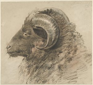 Cabeza de carnero, mirando a la izquierda, vista lateral de Hendrik Stokvisch