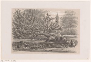 Árbol derribado en el Koekamp, ​​tras la tormenta del 28 de mayo de 1860 Koekamp (título sobre objeto) Álbum de diez bocetos litografiados, que representan a Tooneelen de la destrucción, agitados por la tormenta del 28 de mayo de 1860 en el 