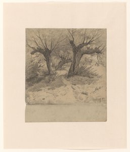 Vista del bosque