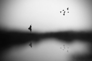 Reflejo de aves serenas de Hengki Lee