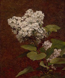Lilas Blancas