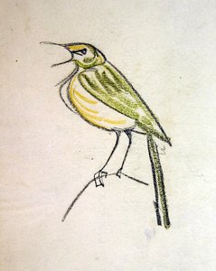 Pájaro