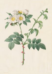 Rosa silvestre o Rosa canina, 1817-1824 de Pierre Joseph Redouté