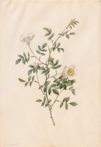 Rosa Silvestre o Rosa Canina Rosa Sepium Rosea, 1817-1824 de Pierre Joseph Redouté