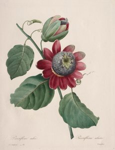 Choix des plus belles fleurs...plus beaux fruits: Passiflore ailee de Pierre Joseph Redouté