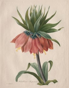 Corona imperial fritilaria, 1827