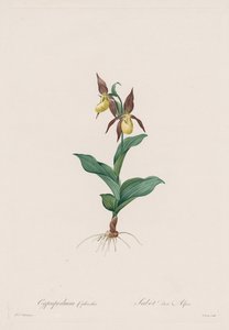 Les Liliacées: Cypripedium calceolus, 1802-1816 de Pierre Joseph Redouté