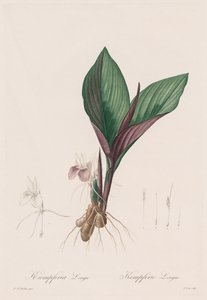 Las Liliáceas: Kaempferia longa, 1802-1816 de Pierre Joseph Redouté