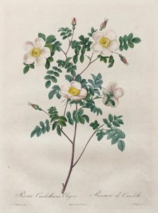 Las rosas: Rosa Candolleana Elegans, 1817-1824 de Pierre Joseph Redouté