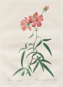 Las Rosas: Rosa Longifolia, 1817-1824 de Pierre Joseph Redouté