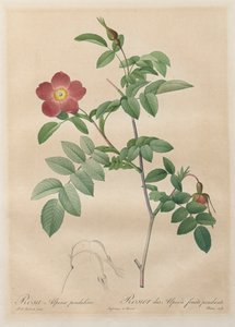 Las rosas: Rosa alpina pendulina, 1817-1824 de Pierre Joseph Redouté