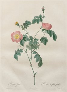 Las Rosas: Rosa indica, 1817-1824 de Pierre Joseph Redouté