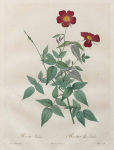 Las Rosas: Rosa indica, 1817-1824 de Pierre Joseph Redouté