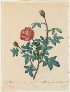 Rosa musgosa