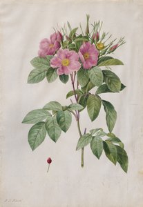 Rosa de Pasto Rosa Carolina Corymbosa, 1817-1824 de Pierre Joseph Redouté