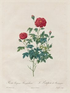 Rosa Pompon, 1817-1824 de Pierre Joseph Redouté