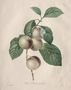 Ciruela Reine Claude, 1827