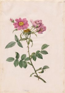 Rosa Collina Monsoniana, 1817-1824 de Pierre Joseph Redouté