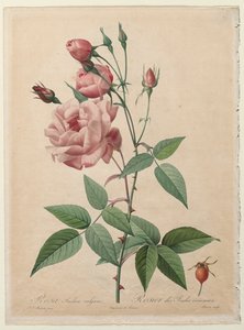 Las rosas: Rosa de China o Bengala, 1817-1824 de Pierre Joseph Redouté