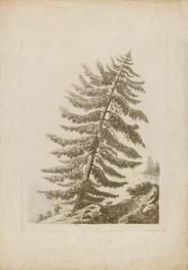 Un pino de Henri L