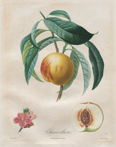 Tratado de árboles frutales: Chancelière de Henri Louis Duhamel du Monceau