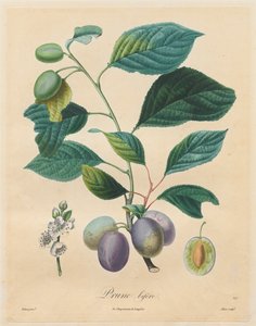 Tratado de árboles frutales: Prune bifère de Henri Louis Duhamel du Monceau