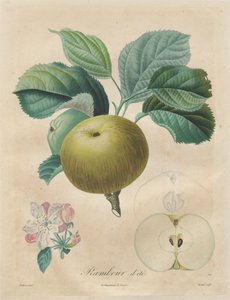 Tratado de los árboles frutales: Rambour de verano, 1808-1835 de Henri Louis Duhamel du Monceau